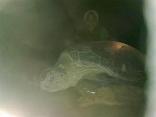 Pandan Laut Resor 2*
